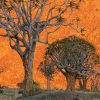 Frans Lanting - LIFE - a journey through time