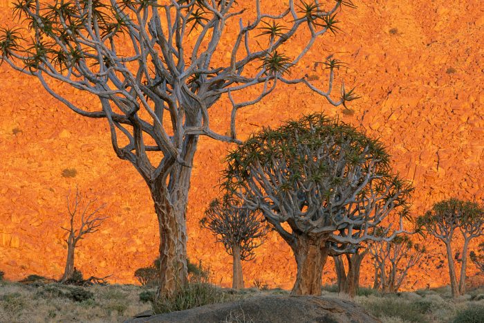 Frans Lanting - LIFE - a journey through time
